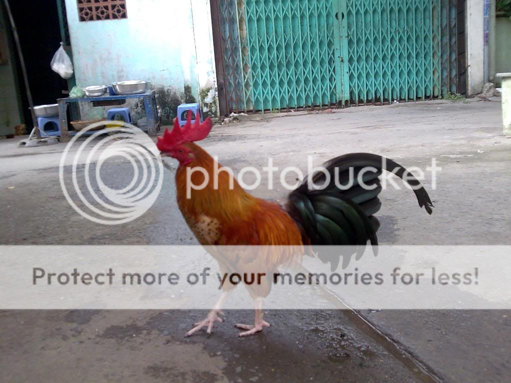 Chuyên cung cấp Gà Tre con Asil Rặt,50%Asil 50% Mỹ,Mỹ rặc cha mẹ nhập! - 7