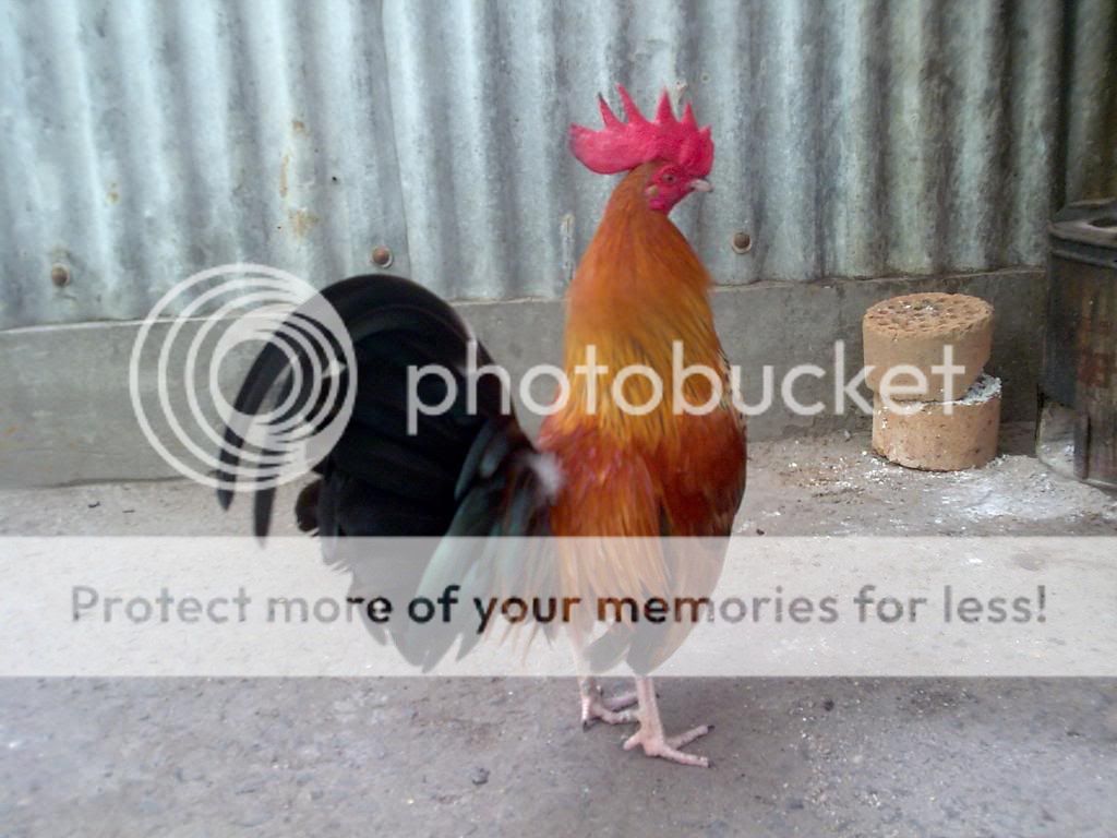 Chuyên cung cấp Gà Tre con Asil Rặt,50%Asil 50% Mỹ,Mỹ rặc cha mẹ nhập! - 9