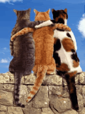 gatos divertidos Pictures, Images and Photos