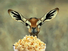 giraffe giraffe