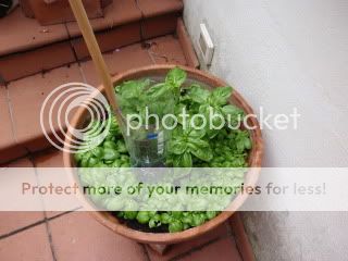 Basil population explosion