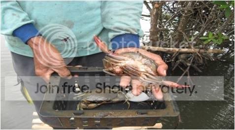 Kepiting+bakau